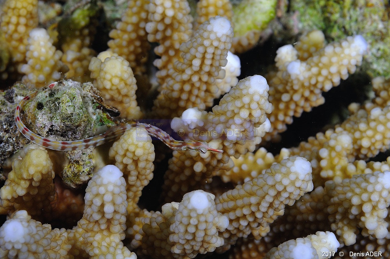 Acropora gemmifera-Corythoichthys-flavofasciatus syngnate a reseaux Safaga Tobia harba-5m-20171121-Denis-ADER-DSC_3375_tn.jpg